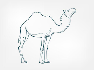 camel vector line art animal wild life single one line hand drawn illustration isolated