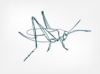 grasshopper vector line art animal wild life single one line hand drawn illustration isolated - 639144634