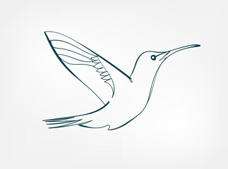 hummingbird vector line art animal wild life single one line hand drawn illustration isolated