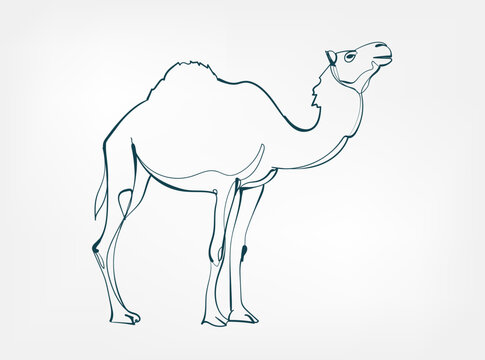 camel vector line art animal wild life single one line hand drawn illustration isolated