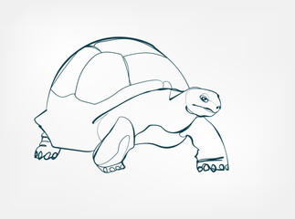 turtle vector line art animal wild life single one line hand drawn illustration isolated