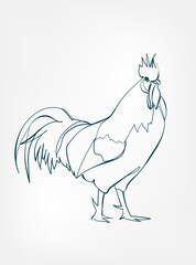 rooster vector line art animal wild life single one line hand drawn illustration isolated