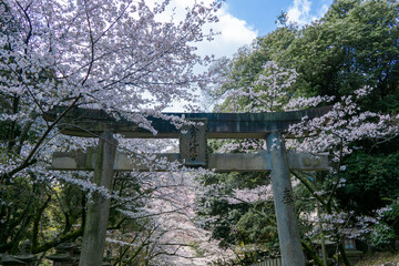 金比羅宮表参道の鳥居と桜