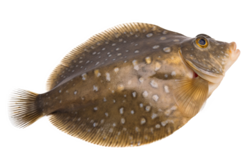 plaice on white background