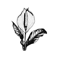 Peace Lily Tropical Flower on Stem with Leaf Engraved Vector Sketch Illustration