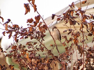 autumn leaves background