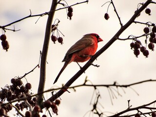 cardinal on a branch