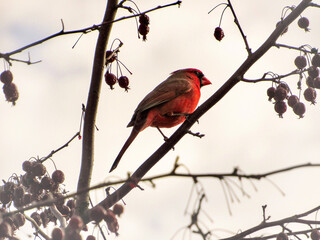 cardinal on a branch