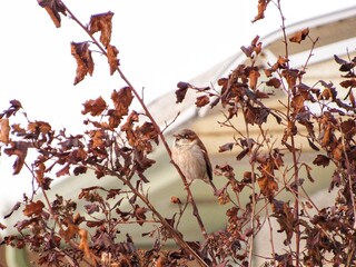 leaves on tree