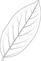 Laurus nobilis. Bay leaf, black and white illustration.