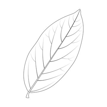 Laurus nobilis. Bay leaf, black and white illustration.