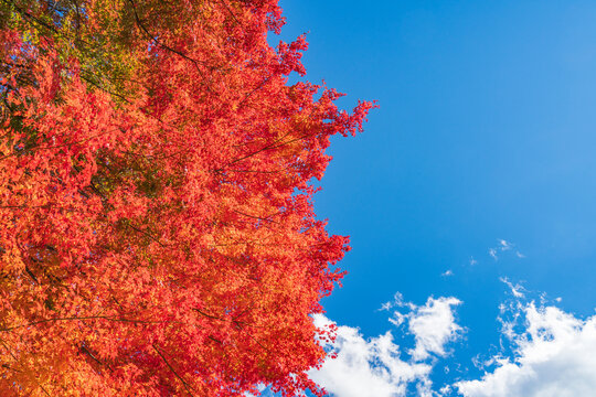 秋の青空と真っ赤な紅葉　
Blue sky and bright red leaves in autumn