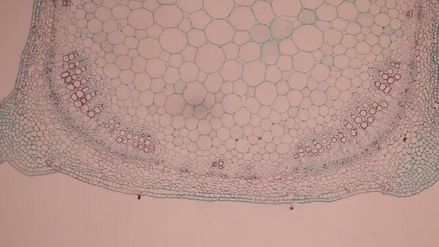 The study of plant tissues under the microscope in the laboratory.