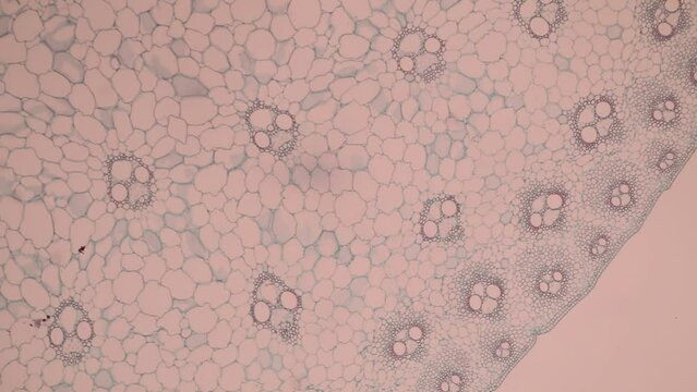 The study of plant tissues under the microscope in the laboratory.