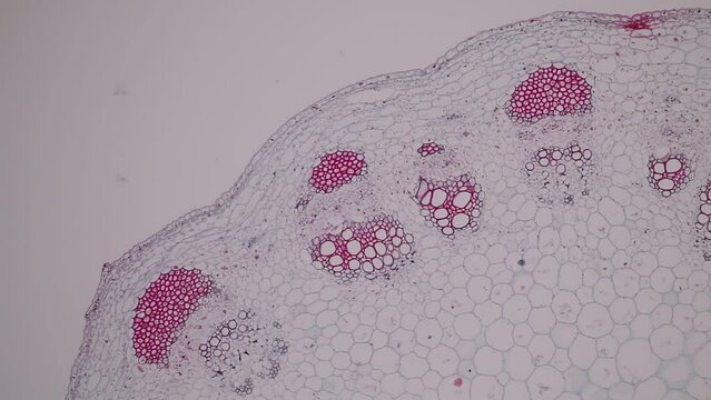 The study of plant tissues under the microscope in the laboratory.