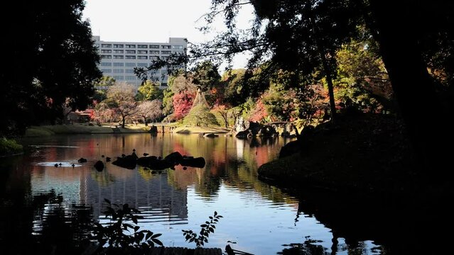 紅葉が映りこんだ庭園にある池の映像。小石川後楽園で撮影。