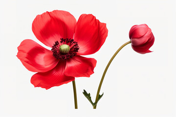 red color anemone flower isolated on transparent white background, overlay, stem