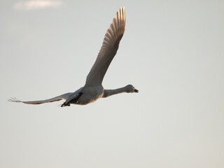 空を飛ぶ白鳥
