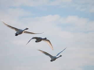 空を飛ぶ白鳥たち