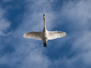 空を飛ぶ白鳥