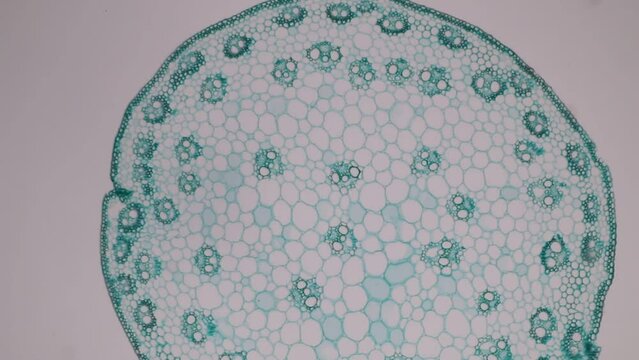 The study of plant tissues under the microscope in the laboratory.