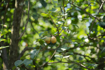 green apple on tree