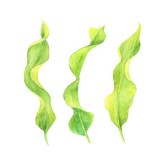 Watercolor drawing set of ribbon algae wobbling underwater isolated on white background. Illustration for stickers, logo, background