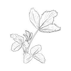 Vector, line illustration of strawberry leaf, strawberry hand drawn. Isolated plant leaf on white background drawn in ink. Print for fabric, packaging, label, poster, print, logo designs