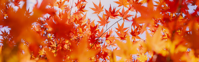 autumn leaves banner