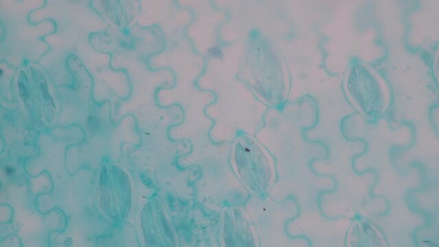The study of plant tissues under the microscope in the laboratory.