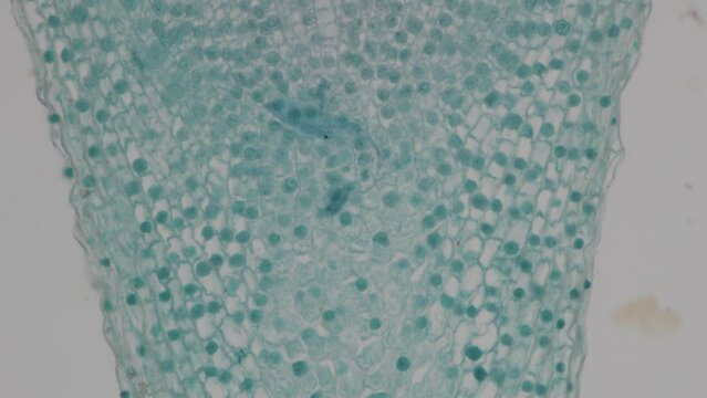 The study of plant tissues under the microscope in the laboratory.
