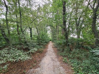 Nature path in Berlin Buckow
