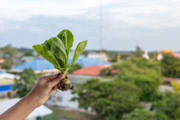 Female hands holding organically grown organic vegetables grown in water.white background
