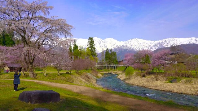 長野県　大出公園の桜と白馬三山