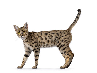 Gorgeous F6 Savannah cat, walking side ways. Looking straight to camera. Isolated on a white...