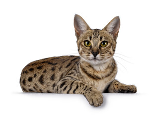 Gorgeous F6 Savannah cat, laying down side ways. Looking straight to camera. Isolated on a white...