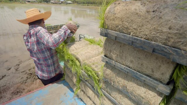 Slow motion footage : An Asian farmer man carrying rice seedlings for using the rice planter machine or rice transplanter ito transplant rice seedling in a rural area.	
