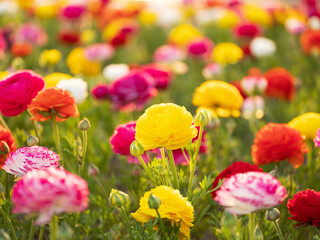 red and yellow flowers