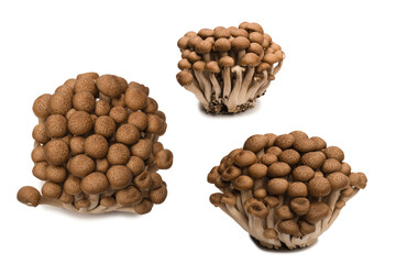 Raw beech mushrooms isolated on white background.