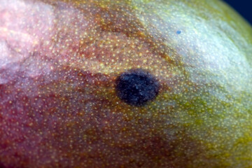 delicious soft mango fruit with mildew spots
