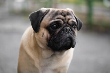 close-up portrait of a pug dog's face on the street