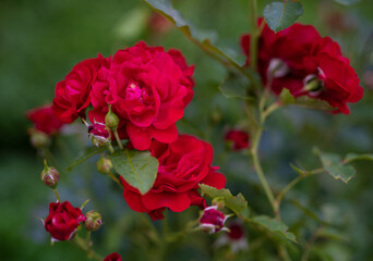 beautiful red rose growing in the garden