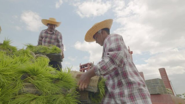 Slow motion footage : An Asian farmer man carrying rice seedlings for using the rice planter machine or rice transplanter ito transplant rice seedling in a rural area.	
