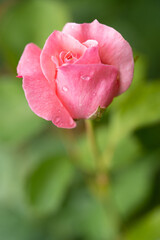 beautiful pink rose with water droplets after rain grows in the garden