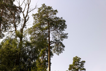 Trees in a mixed forest in summer