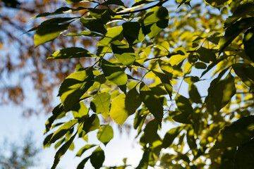 Maple tree foliage in autumn