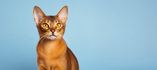 A Abyssinian Cat isolated on blue plain background