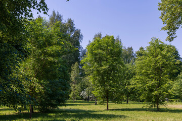 Fototapeta na wymiar deciduous trees with green foliage in windy weather in the park