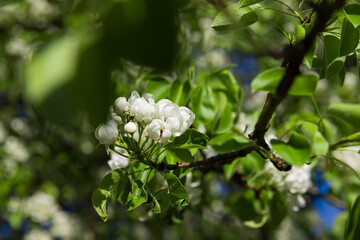 a branch of a flowering pear with green foliage