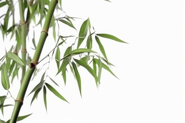 Fototapeta na wymiar Bamboo leaves background plant. Generate AI